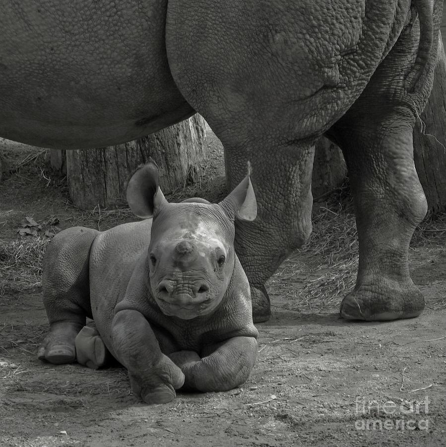 Nature Photograph - Baby Rhino by Esoterica Art Agency