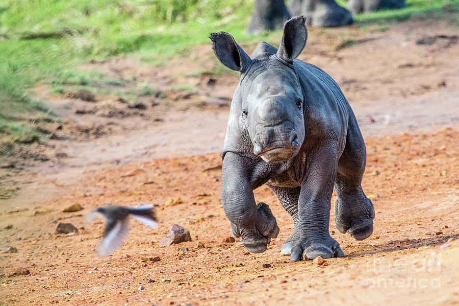 Baby Rhino Photograph by Jennifer Ludlum
