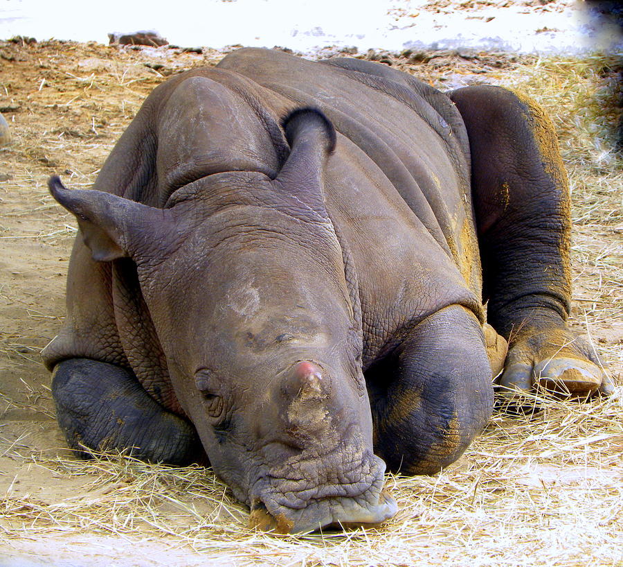 Baby Rhino Resting Photograph by Terri Mills