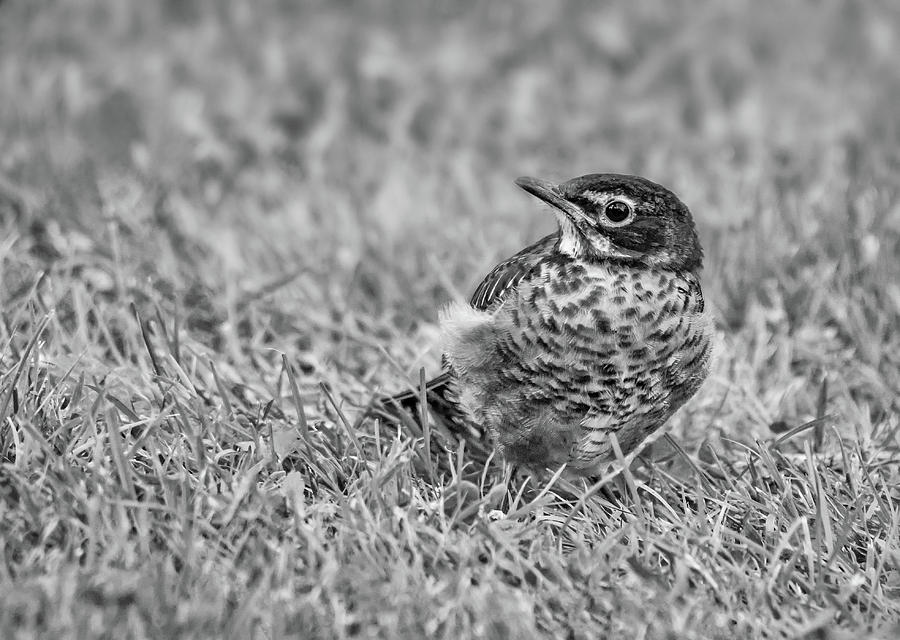 Baby Robin - Fresh From The Nest 3 Bw Photograph