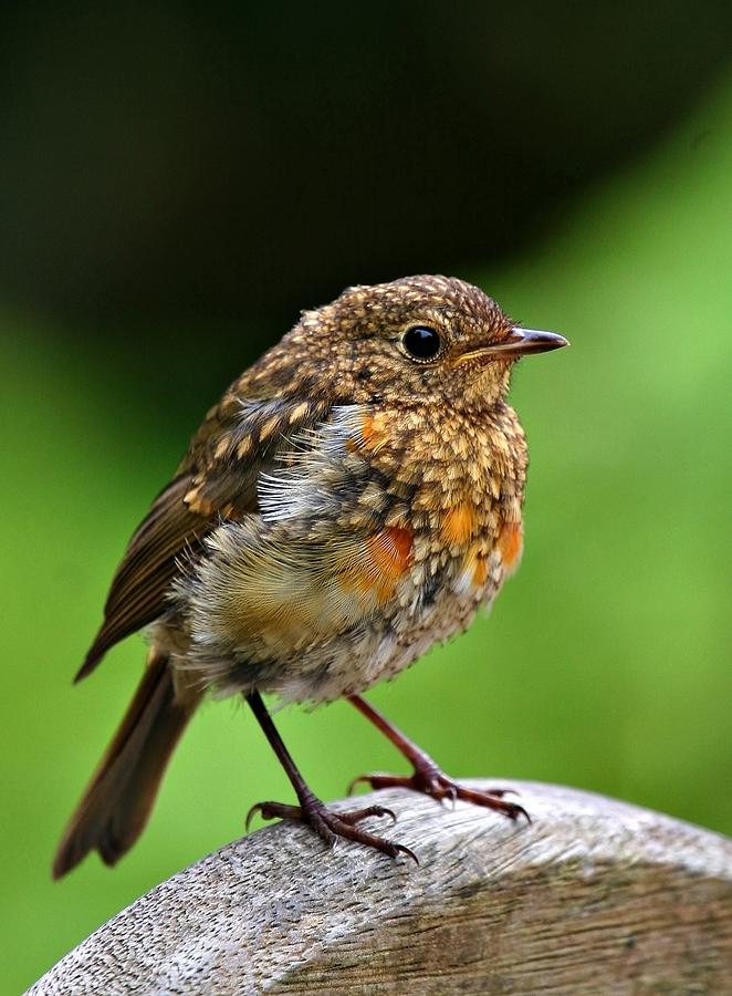 Baby Robin Photograph By Mark Stokes Pixels