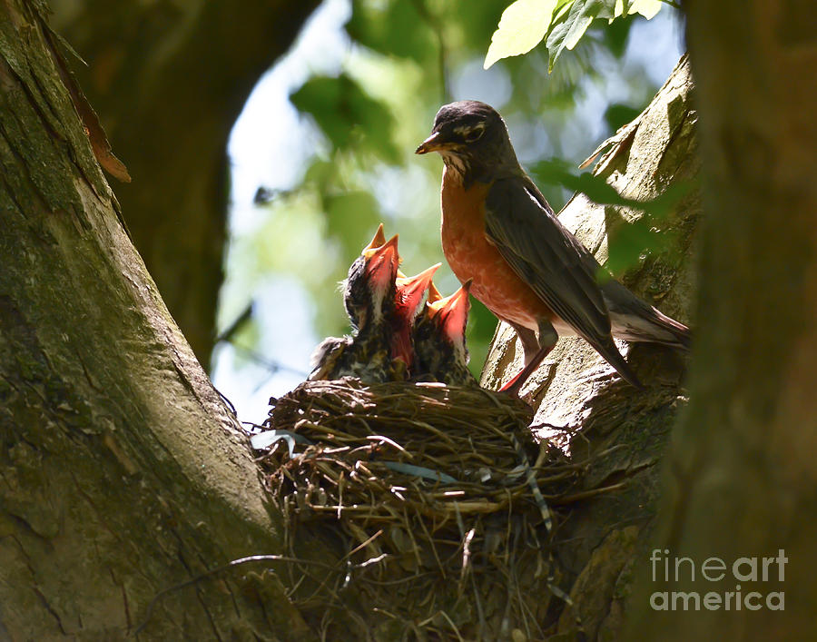 Baby Robins In The Nest Photograph by Kerri Farley