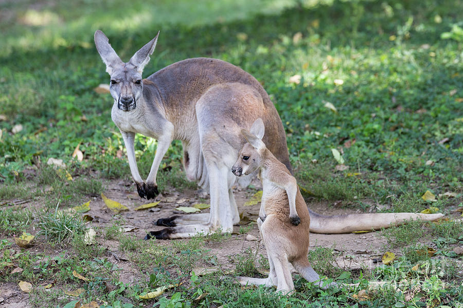 Baby Roo Photograph by Andrea Silies