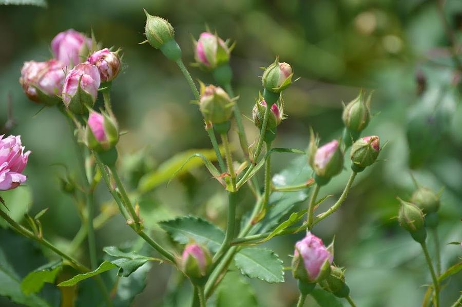 Baby Rose buds Photograph by Yasmeen Afshar | Fine Art America