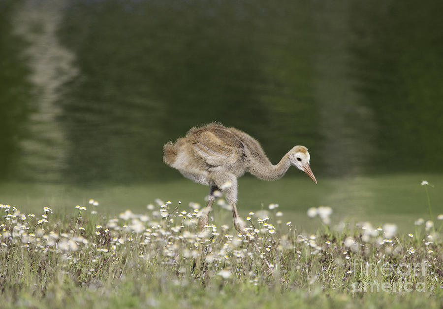 Baby Sandhill Crane Walking Through Wildflowers Photograph by Jeannette Hunt