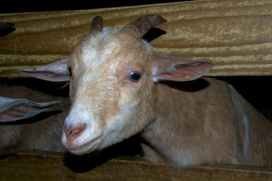 Goat Photograph - Baby by Sandi Kroll