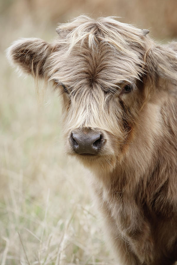 Baby Scottish Highland Cow Photograph by Athena Mckinzie