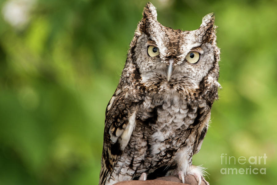 Baby Screech Owl Photograph by Anthony Sacco