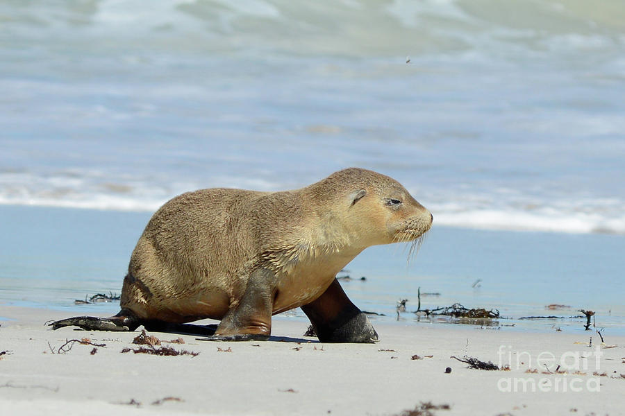 Baby Sea Lion on Seals Bay Photograph by Andrew Michael