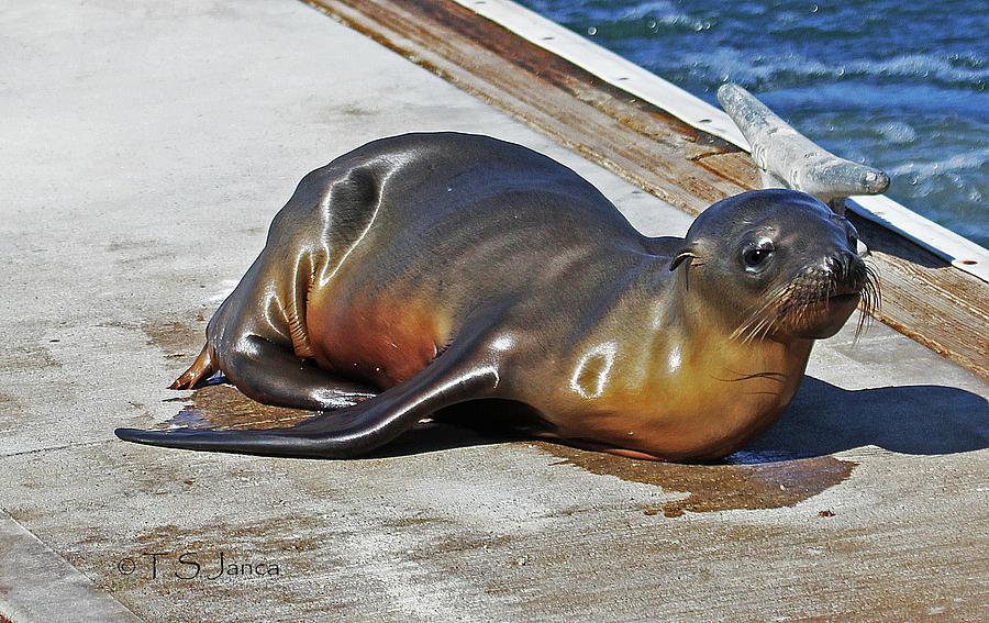 Baby Sea Lion On The Dock Photograph by Tom Janca