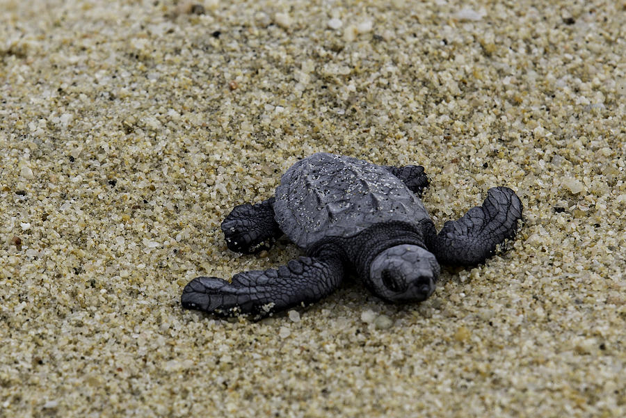 Baby Sea Turtle Photograph by Mark Harrington