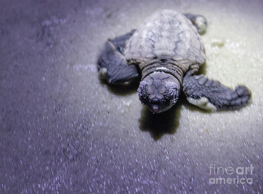 Baby Sea Turtle by Ty Shults Baby Sea Turtle by Ty Shults