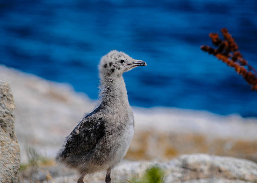 Baby Seagull Photograph by Linda Howes - Pixels