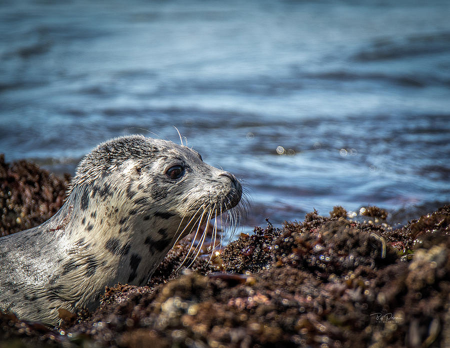Baby Seal Photograph by Bill Posner
