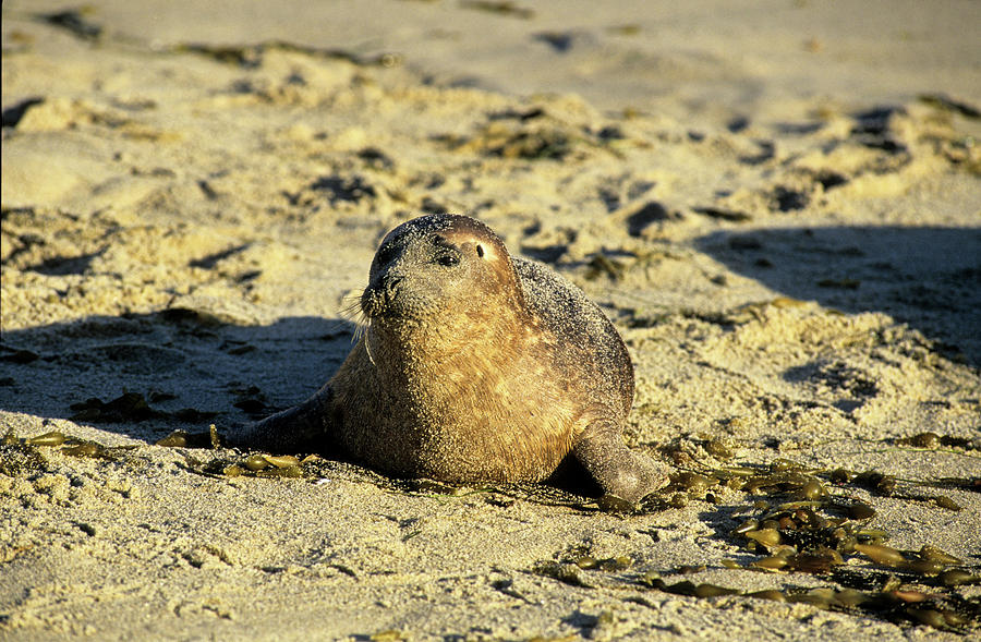 Baby seal in sand Photograph by David Shuler