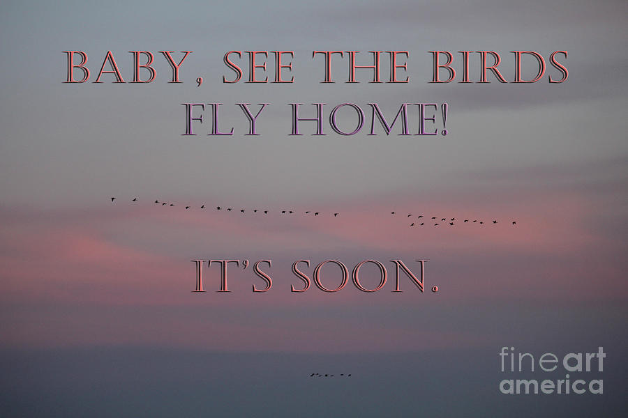 Baby See the Birds Photograph by Donna L Munro