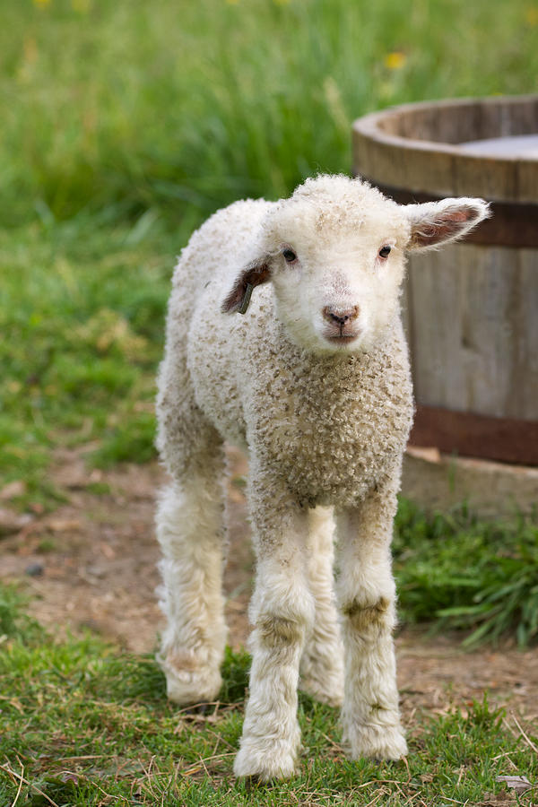 Baby Sheep Photograph by Rachel Morrison