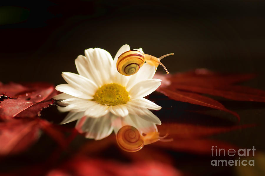 Animal Photograph - Baby Snail on a flower in the water  by Tanja Riedel
