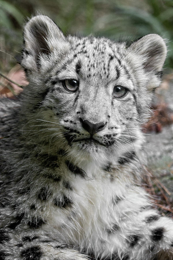Baby Snow Leopard Photograph by Wes and Dotty Weber