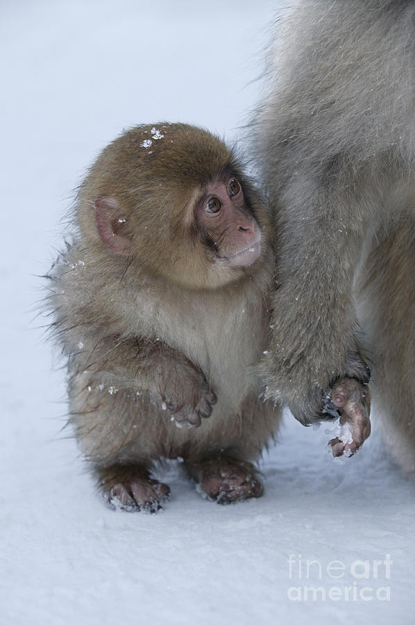 Baby Snow Monkey Photograph by Jean-Louis Klein & Marie-Luce Hubert
