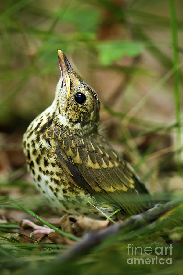 Baby song thrush on forest floor Photograph by Ragnar Lothbrok
