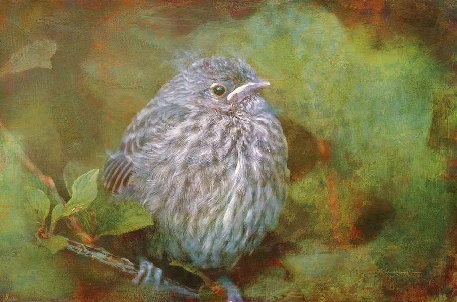 Baby Sparrow - Digital Painting Photograph by Maria Angelica Maira