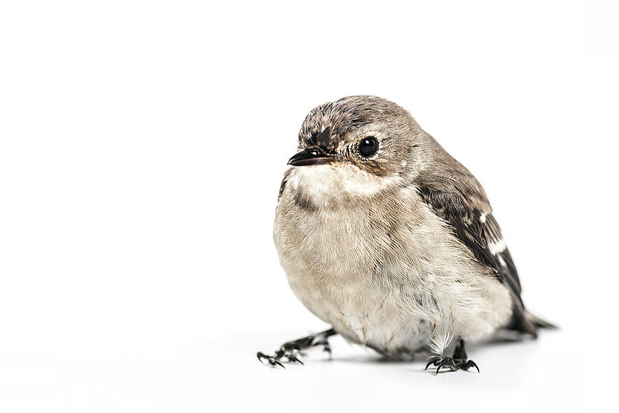 Baby Sparrow Photograph