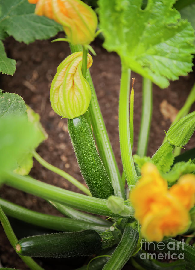 Baby squash plant Photograph by Sophie McAulay