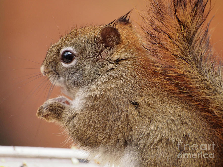 Baby Squirrel Photograph by Dorothy Lee