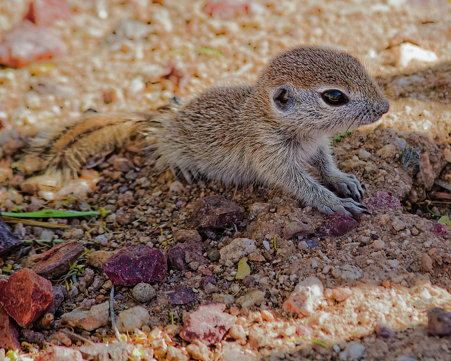 Baby Squirrel H48 Photograph
