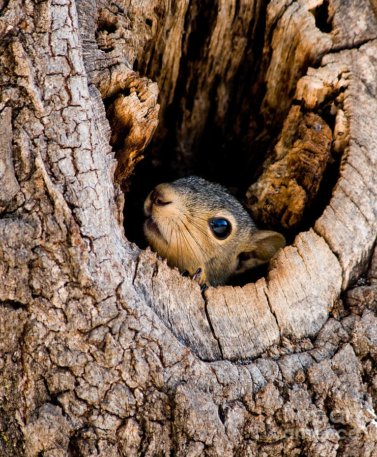 Squirral Nest - Photos