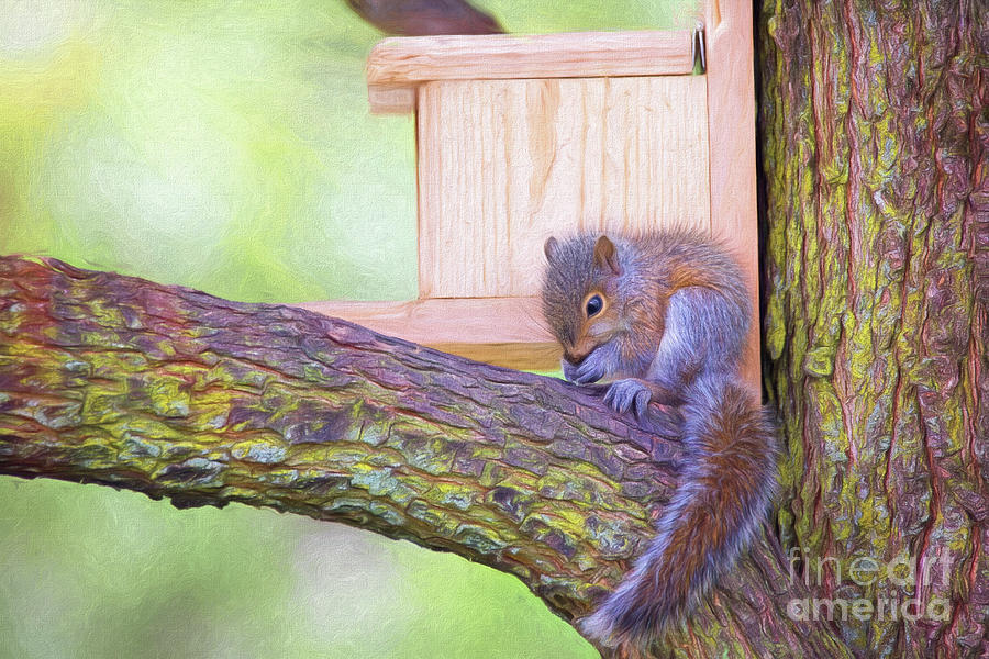 Baby Squirrel In The Tree Mixed Media by Sharon McConnell