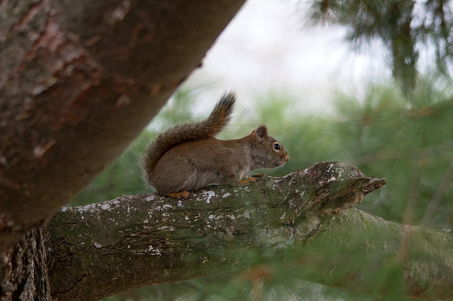 Baby Squirrel Photograph