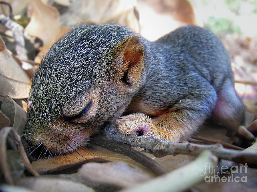 Baby Squirrel Nestling Photograph
