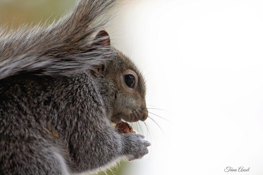 Baby Squirrel Portrait Photograph by Trina Ansel