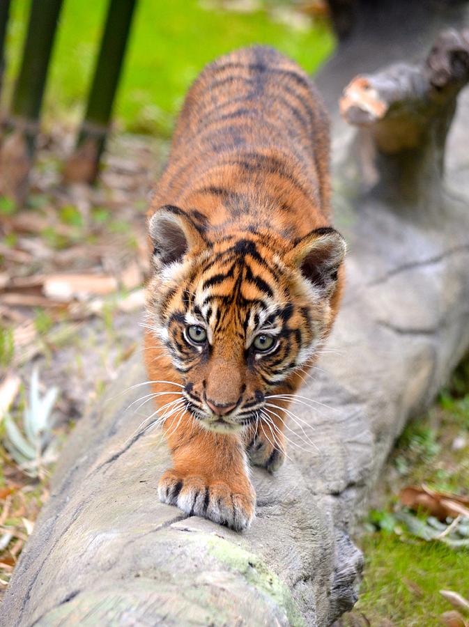 Baby Sumatran Tiger Cub Photograph by Richard Bryce and Family