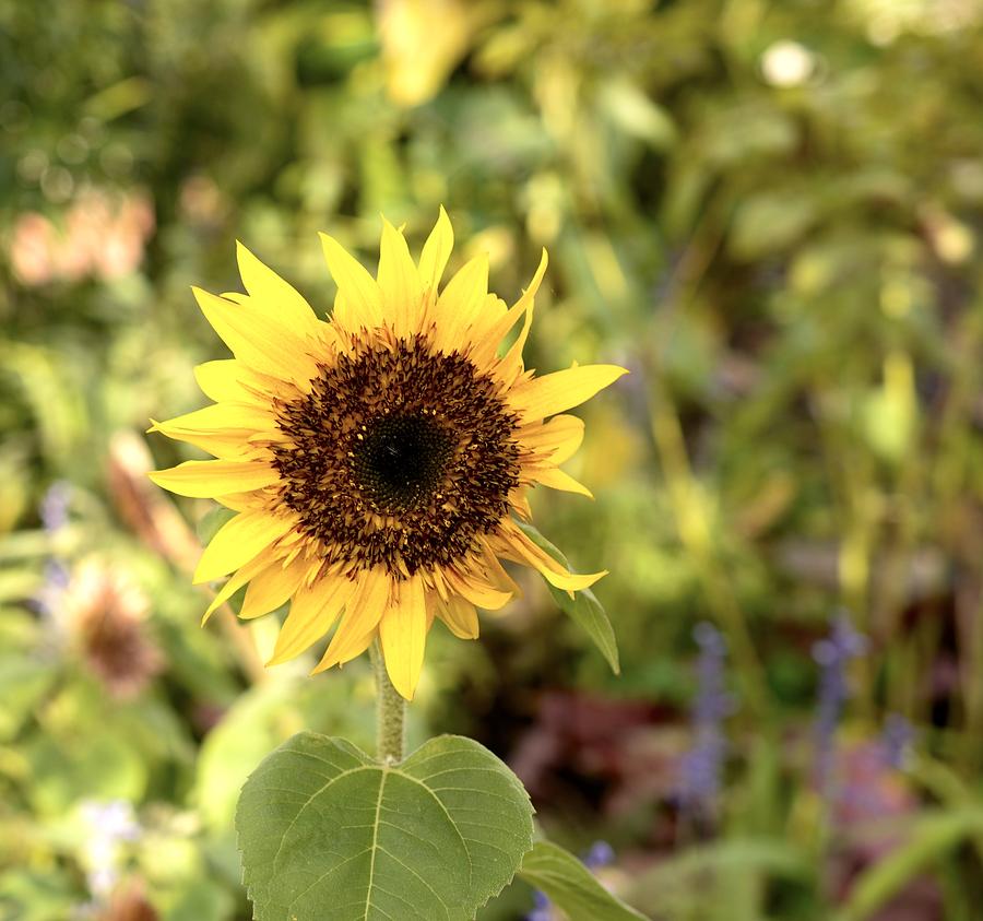Baby Sunflower by Collette Rogers Baby Sunflower by Collette Rogers