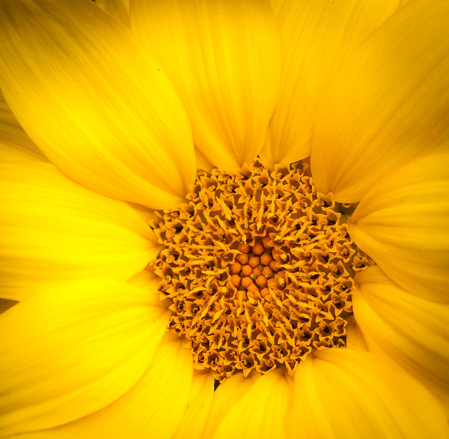 Baby Sunflower Photograph by Heather Hubbard