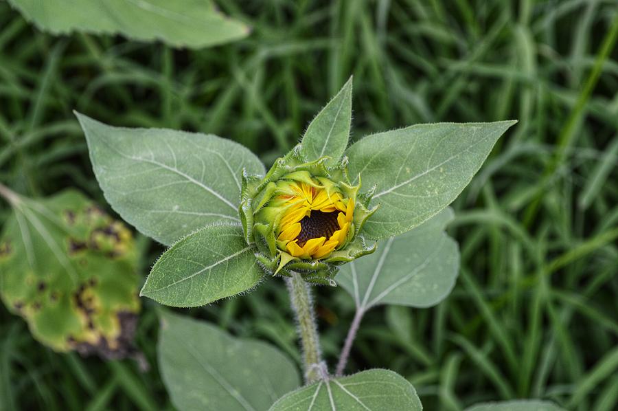 Baby Sunflower  Photograph by Joseph Caban
