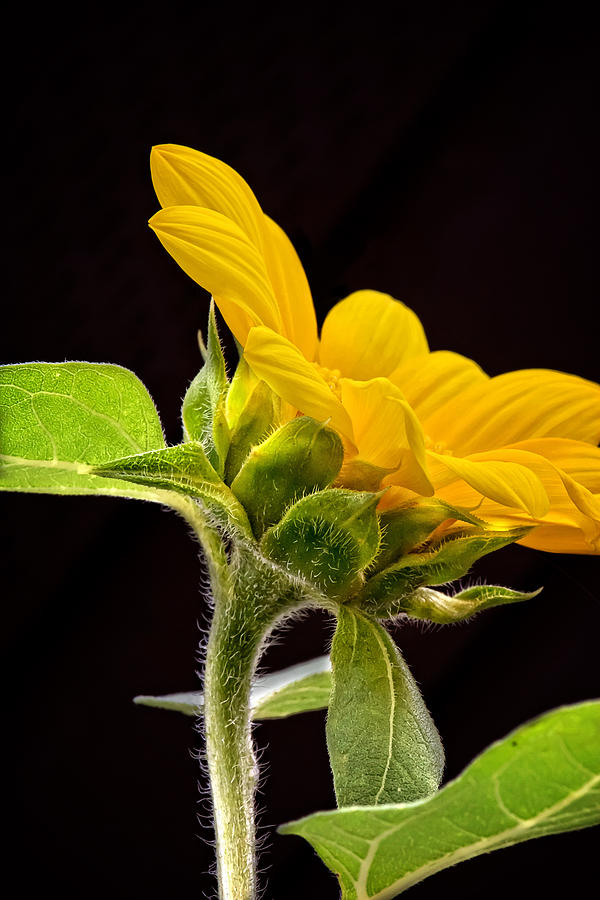 Baby Sunflower Print Photograph by Gwen Gibson