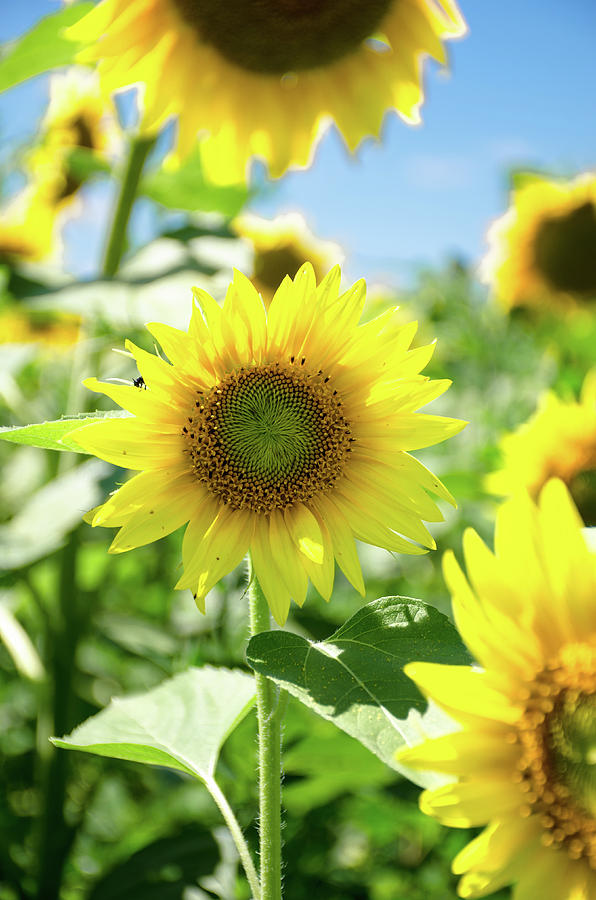 Baby Sunflower Photograph by Ron Miller