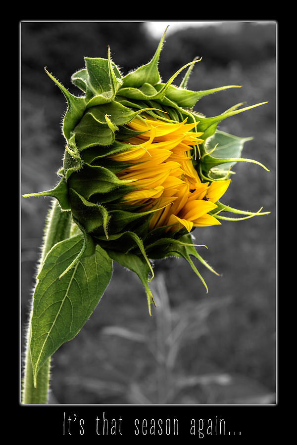 Baby Sunflower card with quote Digital Art by Wolfgang Stocker