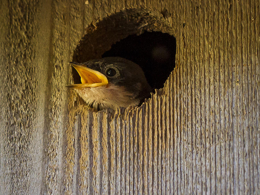 Baby Swallows first impression Photograph by Jean Noren