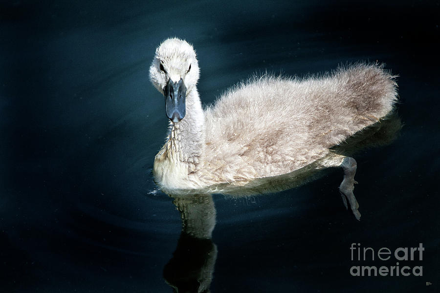 Baby Swan Photograph by David Millenheft