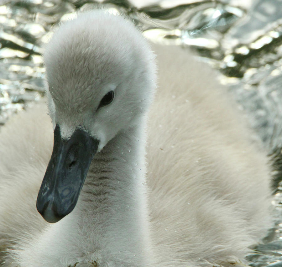 Baby Swan Photograph by David Stasiak