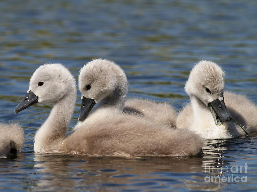 Baby Swan Lake Photograph by Wingsdomain Art and Photography