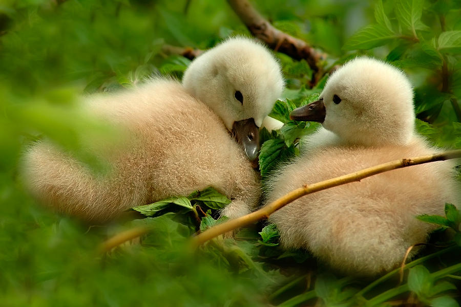 Baby Swans Photograph by Harry Spitz
