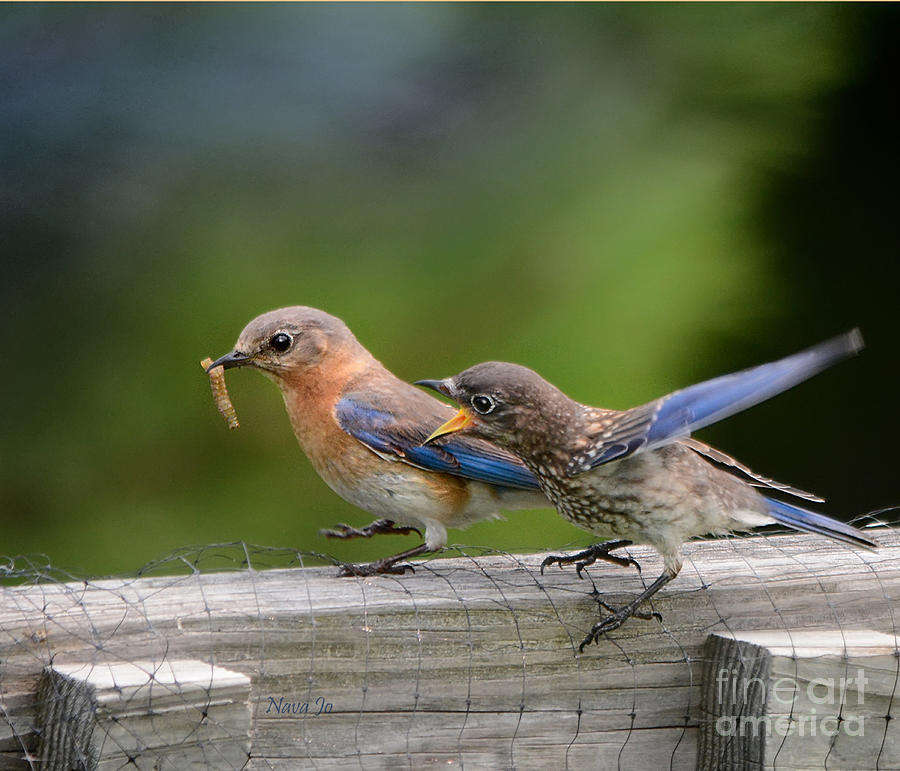 Bluebird Baby Talk Photograph by Nava Thompson