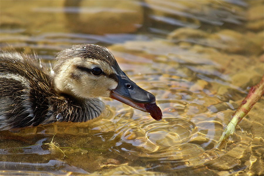 Baby Teal Photograph by Diana Hatcher