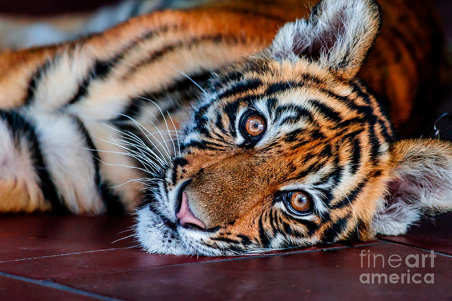 Baby Tiger Photograph by Ray Shiu